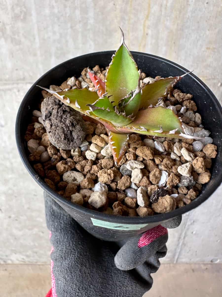 【現品限り】アガベ・ホリダ【E6】 Agave horrida