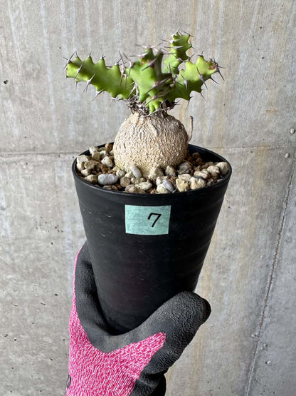 【現品限り】ユーフォルビア・スクアローサ 奇怪ヶ島 2年ほど管理【E7】 Euphorbia squarrosa