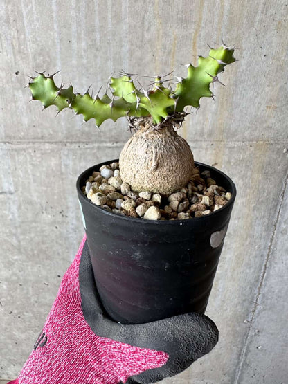 【現品限り】ユーフォルビア・スクアローサ 奇怪ヶ島 2年ほど管理【E7】 Euphorbia squarrosa