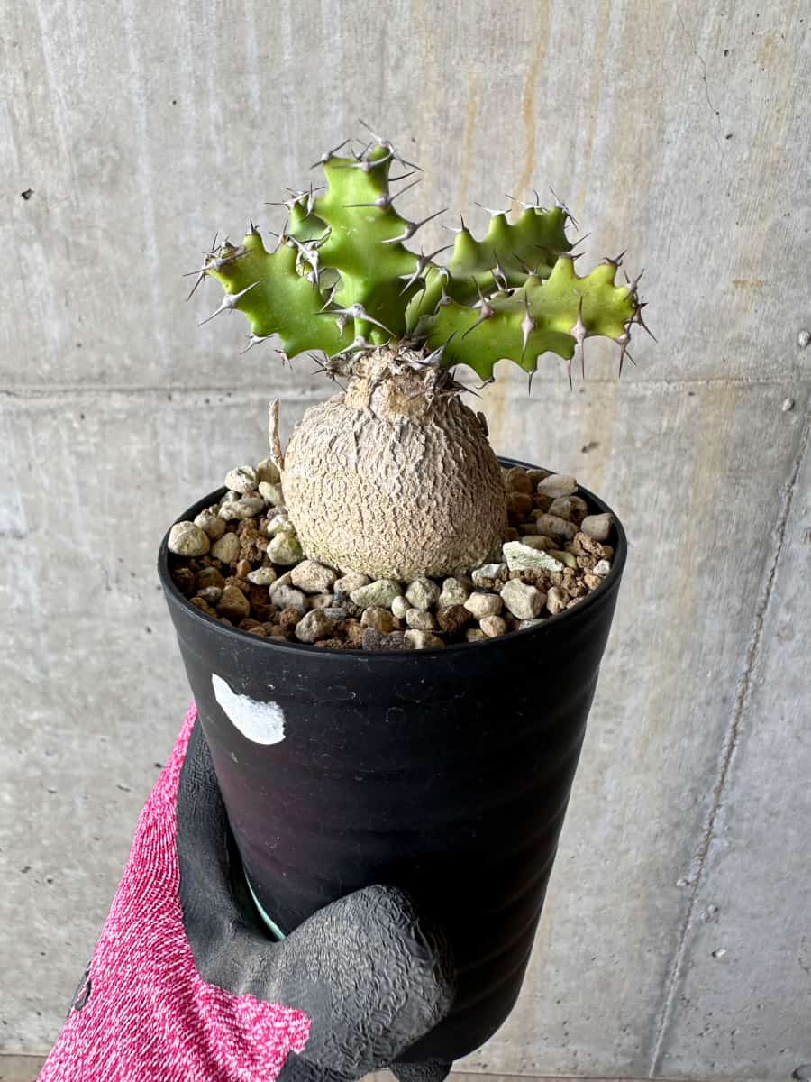 【現品限り】ユーフォルビア・スクアローサ 奇怪ヶ島 2年ほど管理【E7】 Euphorbia squarrosa