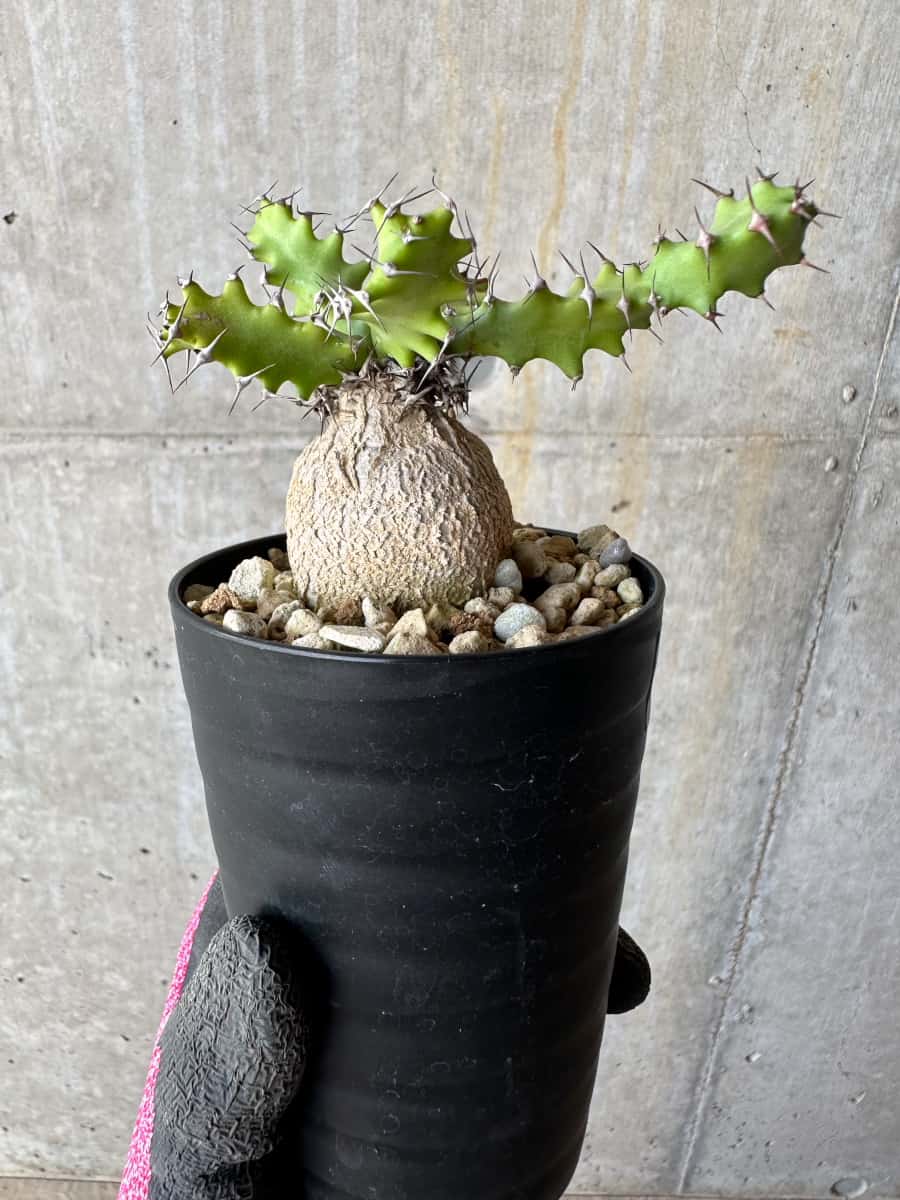 【現品限り】ユーフォルビア・スクアローサ 奇怪ヶ島 2年ほど管理【E7】 Euphorbia squarrosa