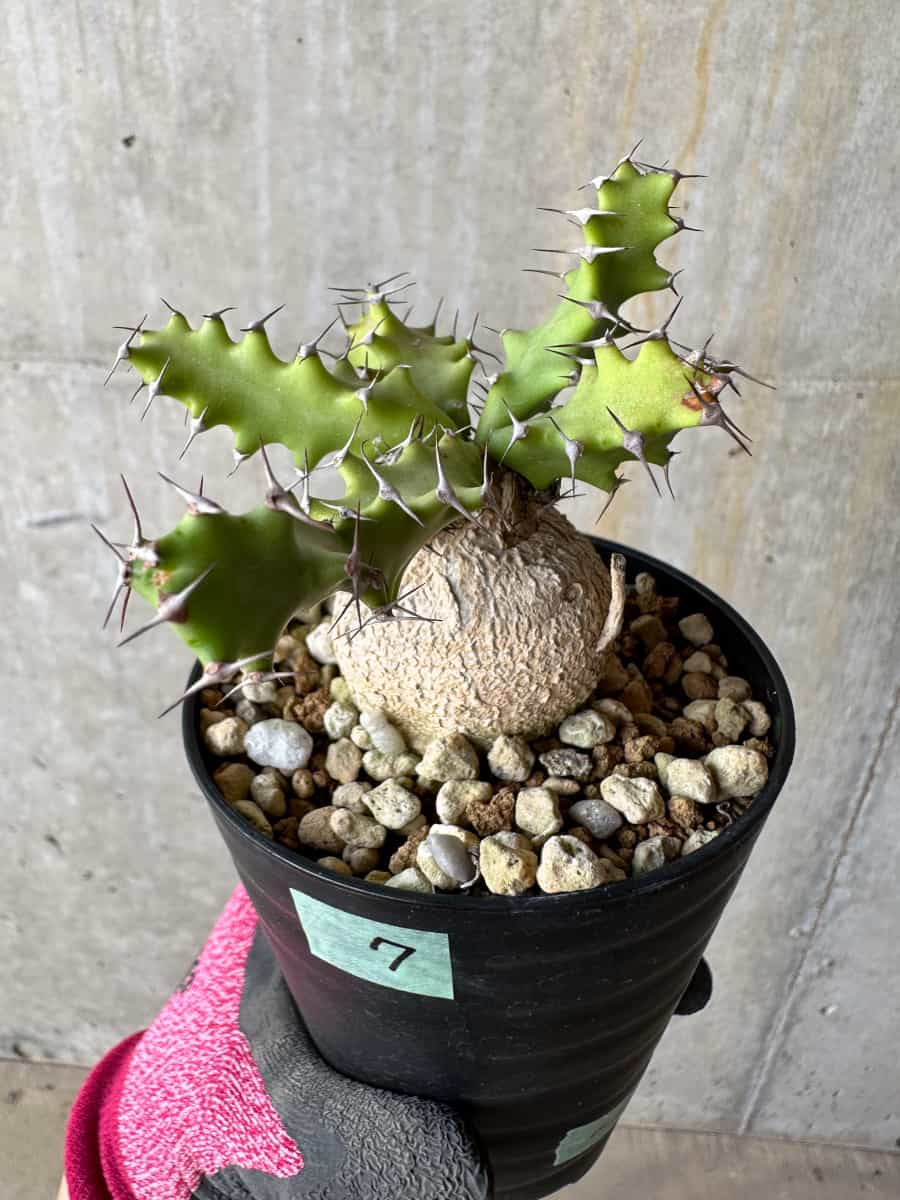 【現品限り】ユーフォルビア・スクアローサ 奇怪ヶ島 2年ほど管理【E7】 Euphorbia squarrosa