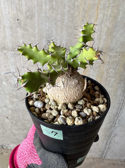【現品限り】ユーフォルビア・スクアローサ 奇怪ヶ島 2年ほど管理【E7】 Euphorbia squarrosa