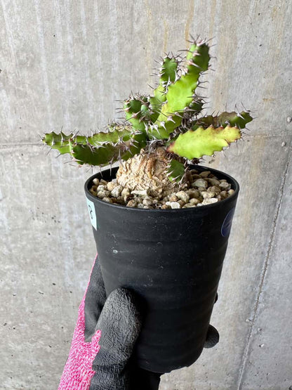 【現品限り】ユーフォルビア・スクアローサ 奇怪ヶ島 2年ほど管理【E8】 Euphorbia squarrosa