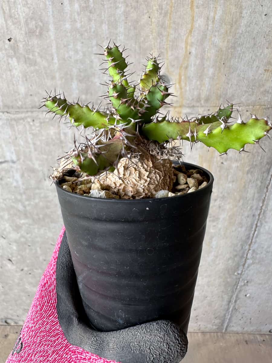 ユーフォルビア スクアローサ『奇怪ヶ島』〈現品限り〉【珍奇植物・塊根植物】 ユーフォルビア スクアローサ『奇怪ヶ島』〈現品限り〉【珍奇植物