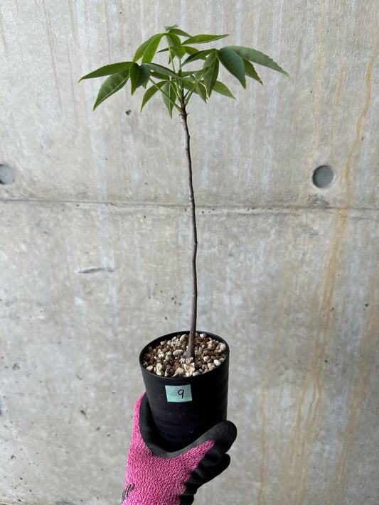 【現品限り】Chorisia insignis【E9】 Chorisia insignis