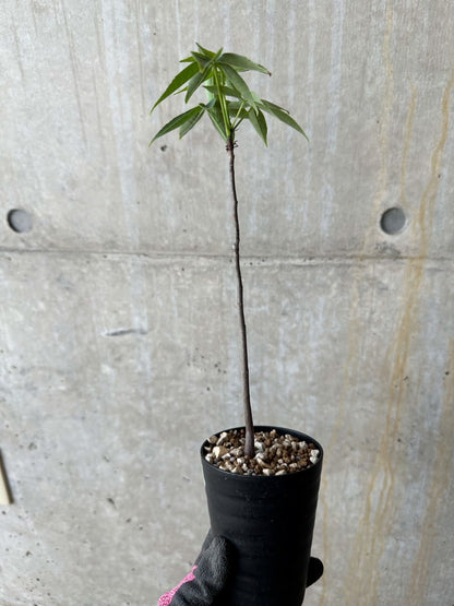 【現品限り】Chorisia insignis【E9】 Chorisia insignis