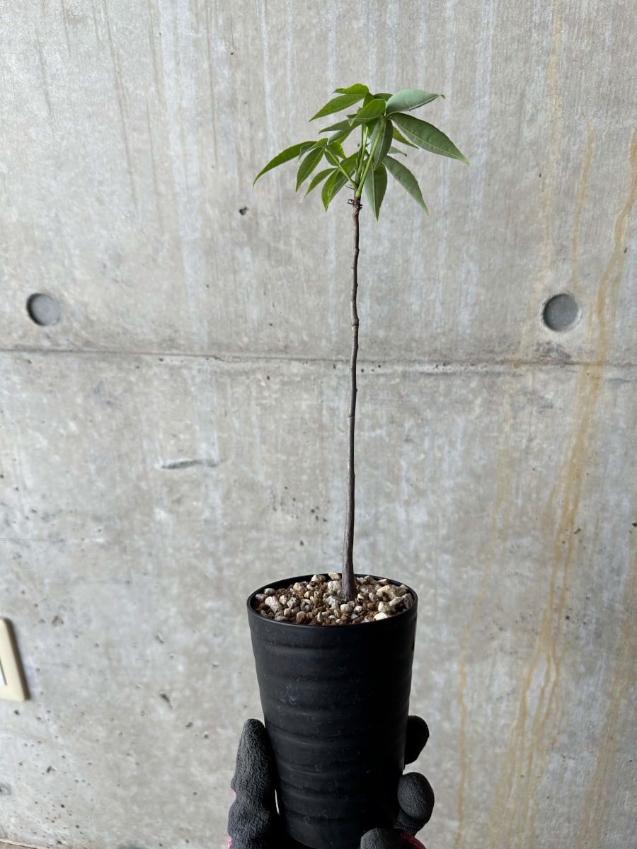 【現品限り】Chorisia insignis【E9】 Chorisia insignis