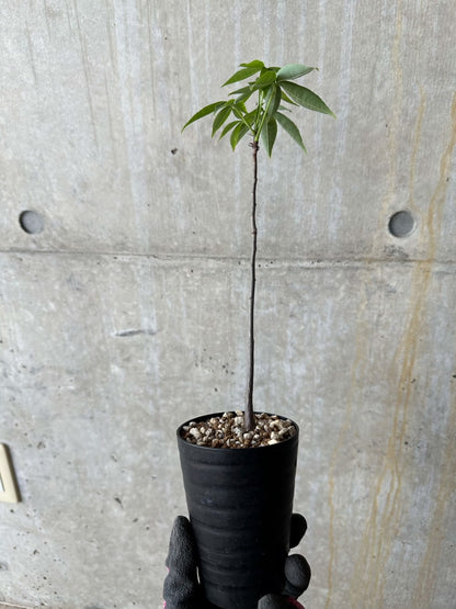 【現品限り】Chorisia insignis【E9】 Chorisia insignis