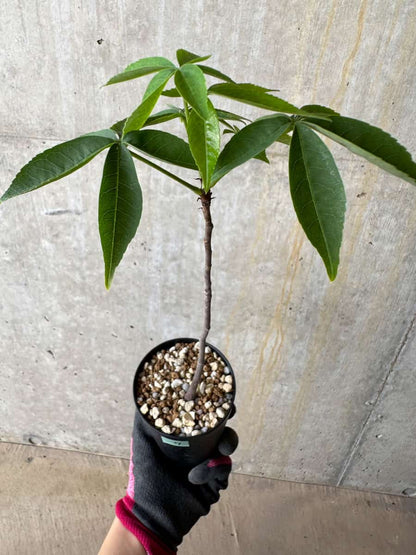 【現品限り】Chorisia insignis【E9】 Chorisia insignis