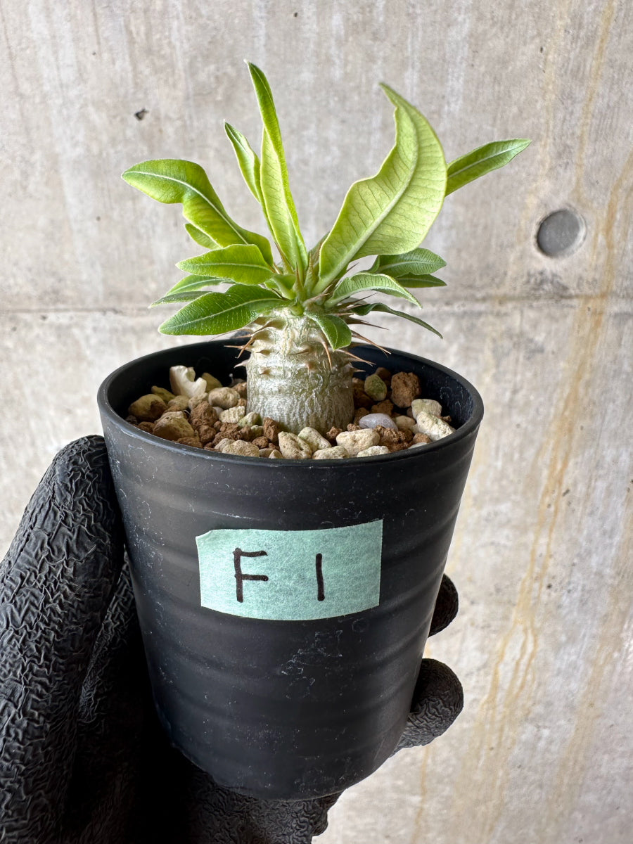 【現品限り】パキポディウム・マカイエンセ【F1】 Pachypodium makayense