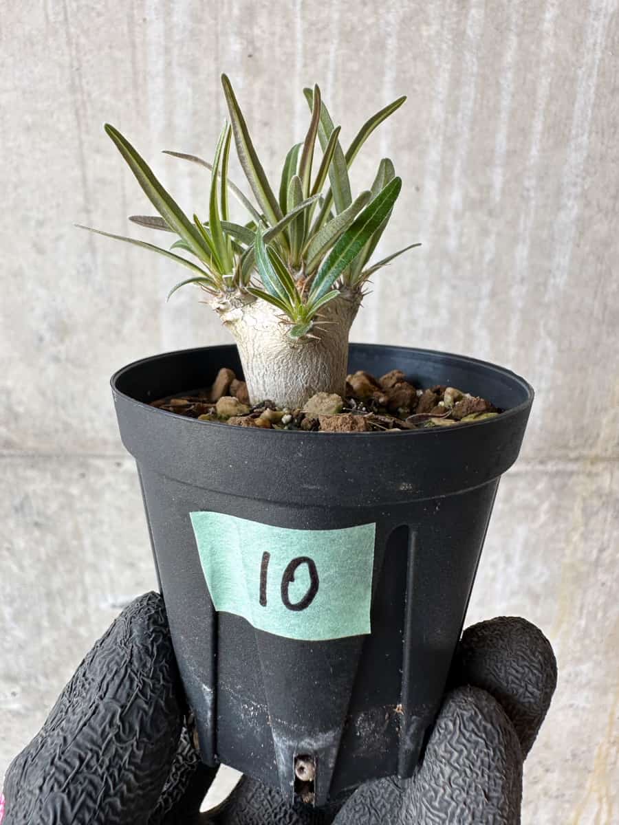 【現品限り】パキポディウム・グラキリス【F10】 Pachypodium gracilius