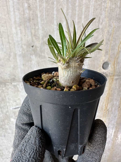 【現品限り】パキポディウム・グラキリス【F10】 Pachypodium gracilius