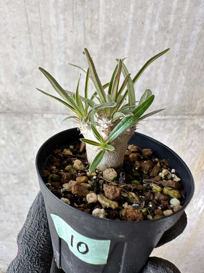 【現品限り】パキポディウム・グラキリス【F10】 Pachypodium gracilius