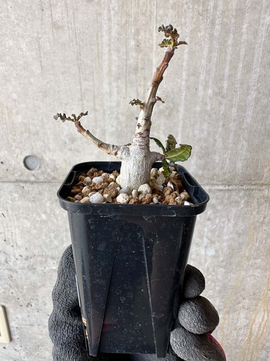 【現品限り】ボスウェリア・ナナ【F11】 Boswellia nana