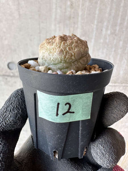 【現品限り】プセウドリトス・クビフォルメ【F12】 Pseudolithos cubiforme