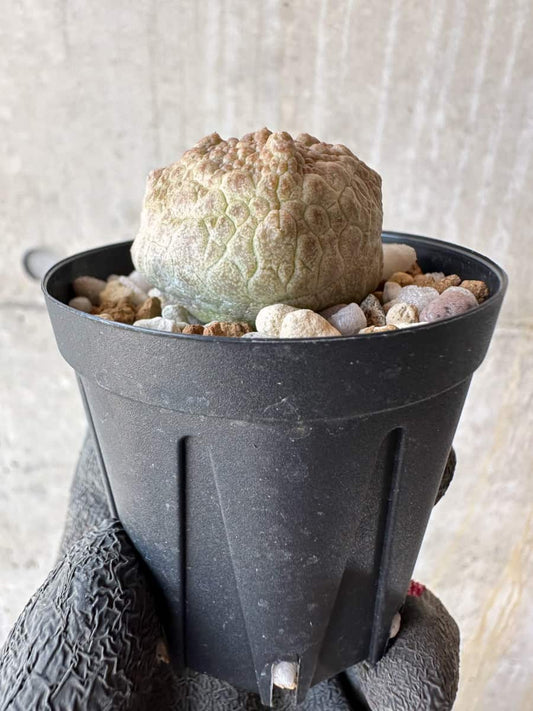 【現品限り】プセウドリトス・クビフォルメ【F12】 Pseudolithos cubiforme