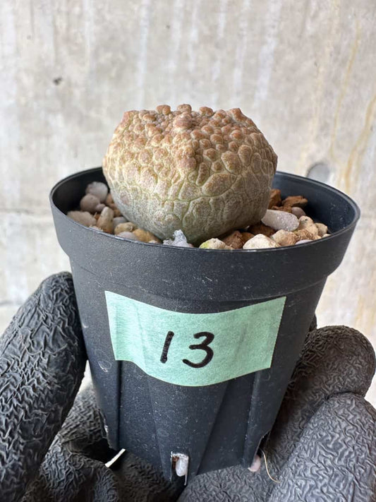 【現品限り】プセウドリトス・クビフォルメ【F13】 Pseudolithos cubiforme