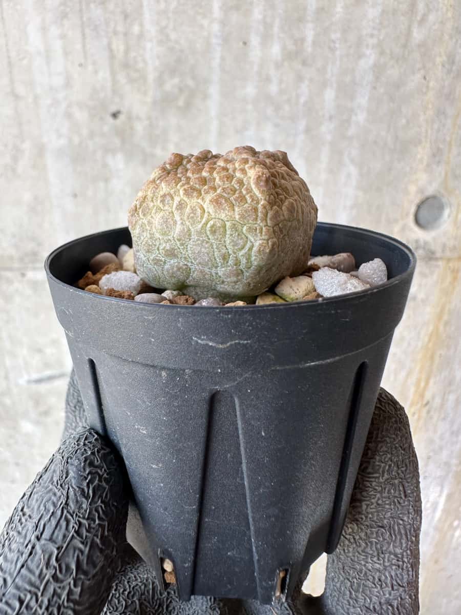 【現品限り】プセウドリトス・クビフォルメ【F13】 Pseudolithos cubiforme