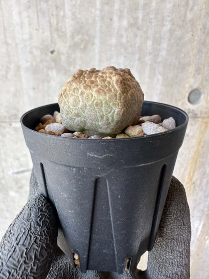 【現品限り】プセウドリトス・クビフォルメ【F13】 Pseudolithos cubiforme