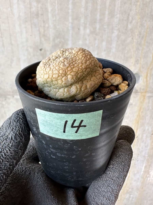 【現品限り】プセウドリトス・ミギウルティヌス【F14】 Pseudolithos migiurtinus