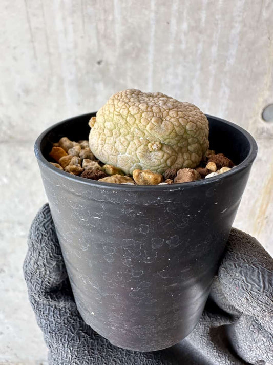 【現品限り】プセウドリトス・ミギウルティヌス【F14】 Pseudolithos migiurtinus