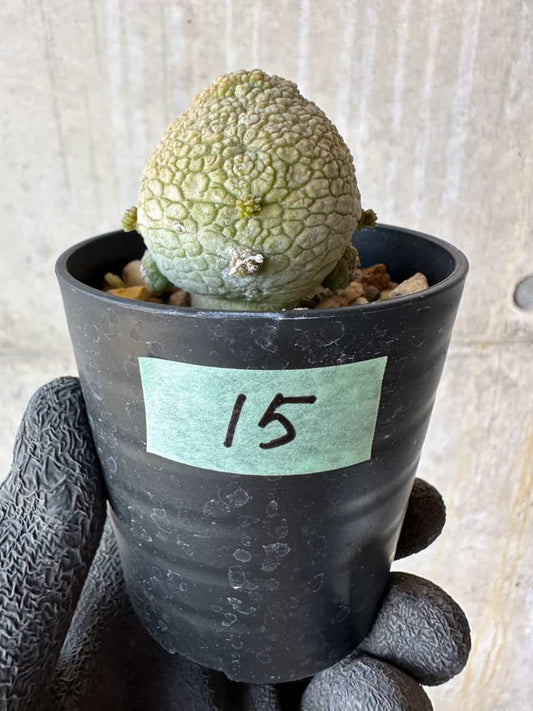 【現品限り】プセウドリトス・ミギウルティヌス【F15】 Pseudolithos migiurtinus