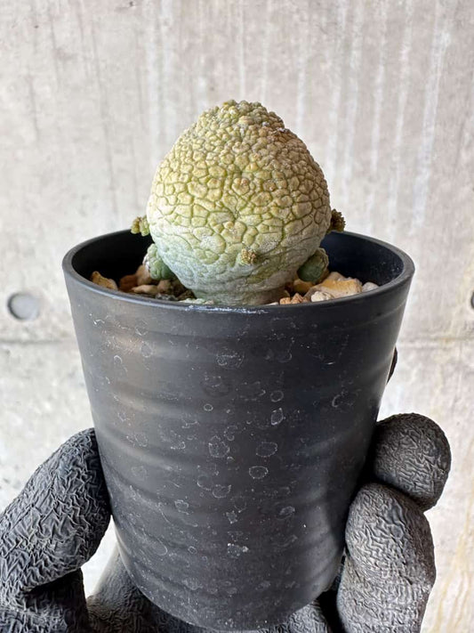 【現品限り】プセウドリトス・ミギウルティヌス【F15】 Pseudolithos migiurtinus
