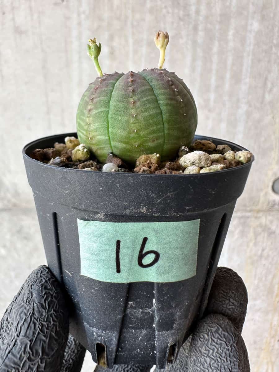 【現品限り】ユーフォルビア・オベサ【F16】 Euphorbia obesa