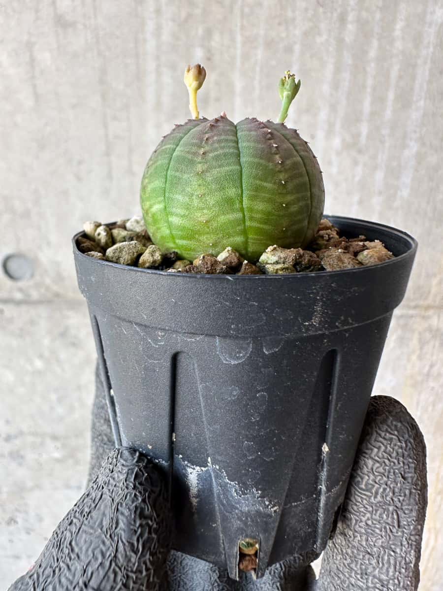 【現品限り】ユーフォルビア・オベサ【F16】 Euphorbia obesa