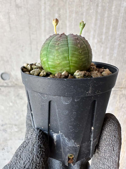 【現品限り】ユーフォルビア・オベサ【F16】 Euphorbia obesa