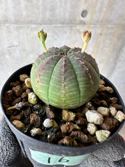 【現品限り】ユーフォルビア・オベサ【F16】 Euphorbia obesa