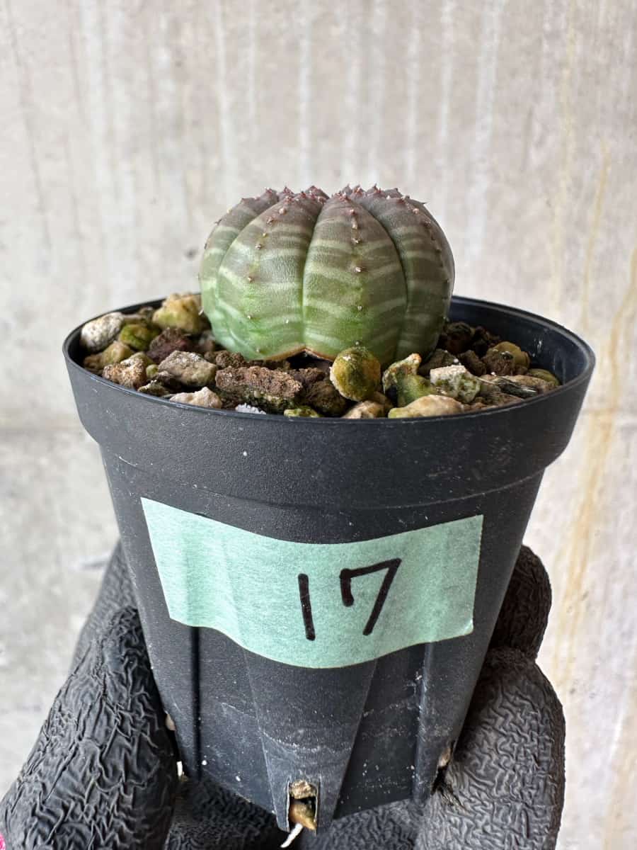 【現品限り】ユーフォルビア・オベサ【F17】 Euphorbia obesa