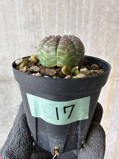 【現品限り】ユーフォルビア・オベサ【F17】 Euphorbia obesa