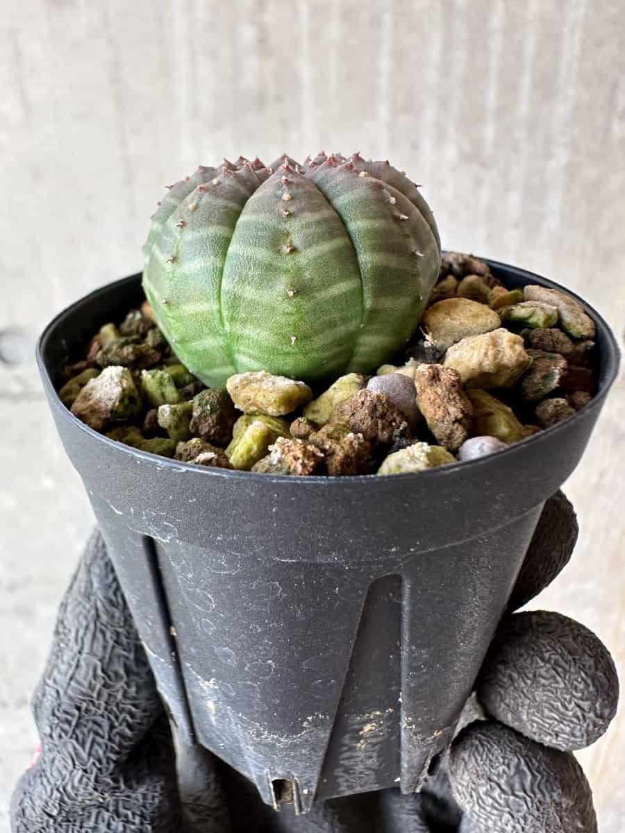 【現品限り】ユーフォルビア・オベサ【F17】 Euphorbia obesa