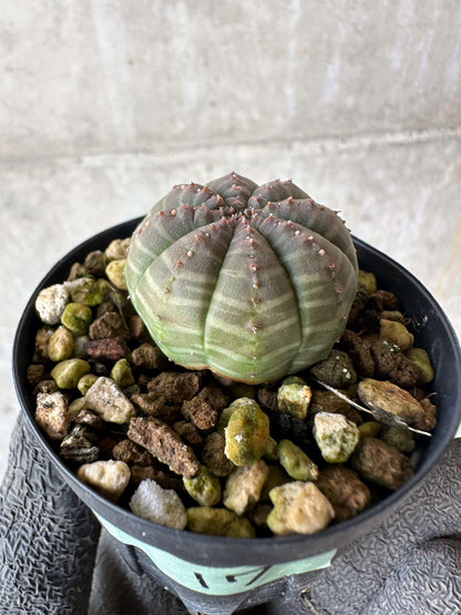 【現品限り】ユーフォルビア・オベサ【F17】 Euphorbia obesa