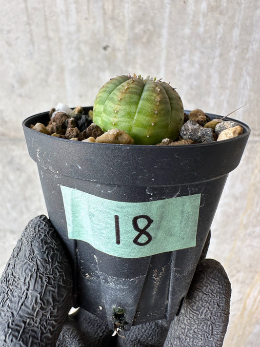 【現品限り】ユーフォルビア・オベサ【F18】 Euphorbia obesa