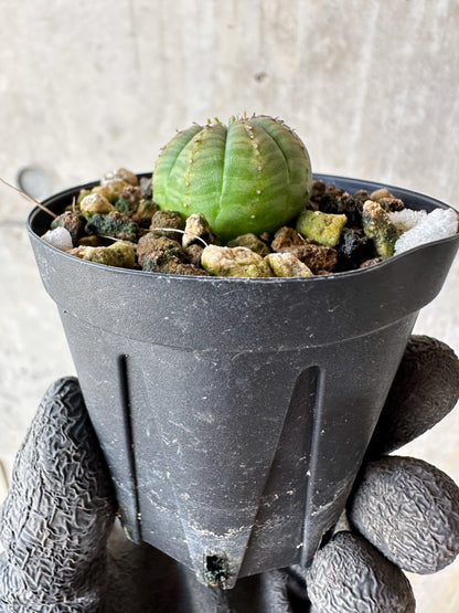 【現品限り】ユーフォルビア・オベサ【F18】 Euphorbia obesa