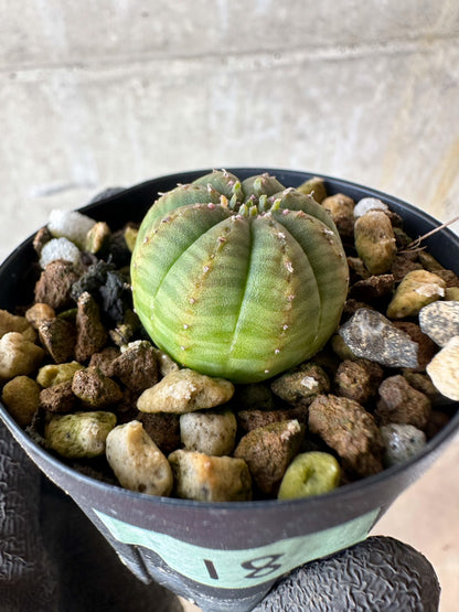 【現品限り】ユーフォルビア・オベサ【F18】 Euphorbia obesa