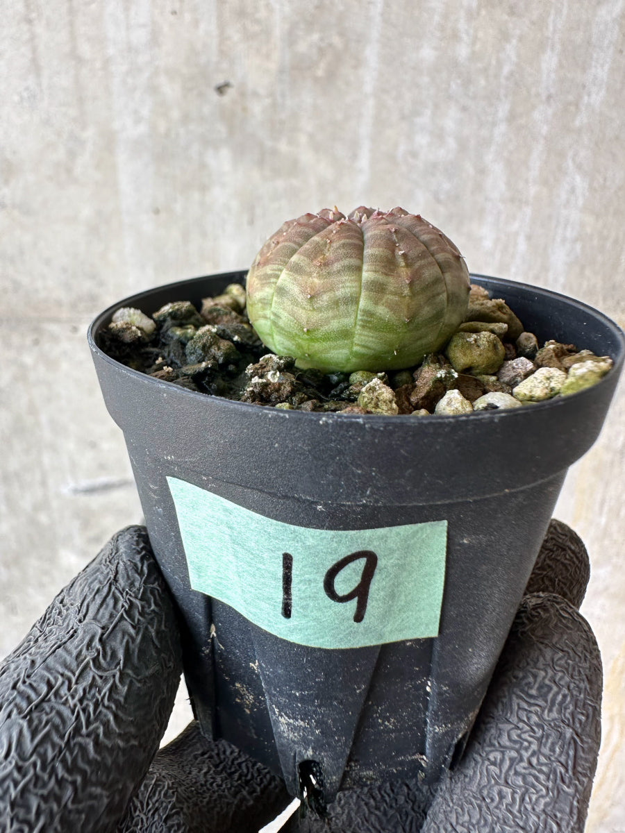 ユーフォルビア(Euphorbia) – Page 18 – プラントブラザーズ