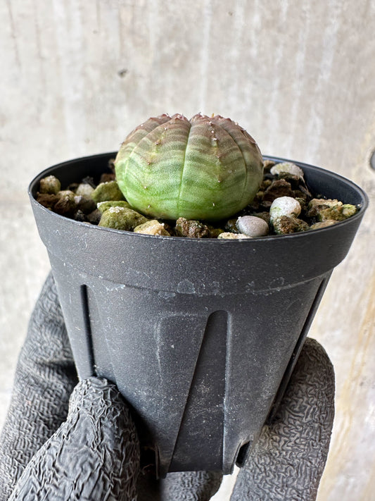 【現品限り】ユーフォルビア・オベサ【F19】 Euphorbia obesa