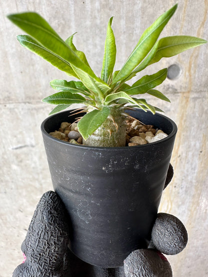 【現品限り】パキポディウム・マカイエンセ【F1】 Pachypodium makayense