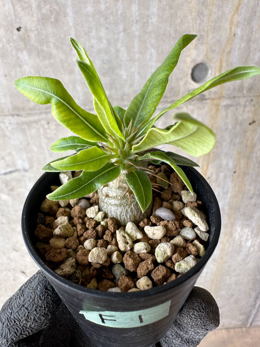 現品限り】パキポディウム・マカイエンセ【F1】 Pachypodium makayense