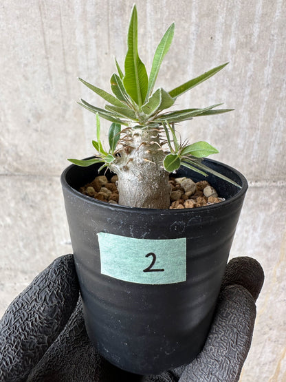 【現品限り】パキポディウム・マカイエンセ【F2】 Pachypodium makayense