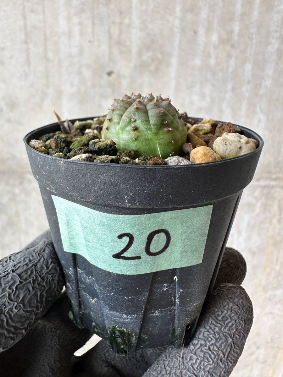 【現品限り】ユーフォルビア・オベサ【F20】 Euphorbia obesa