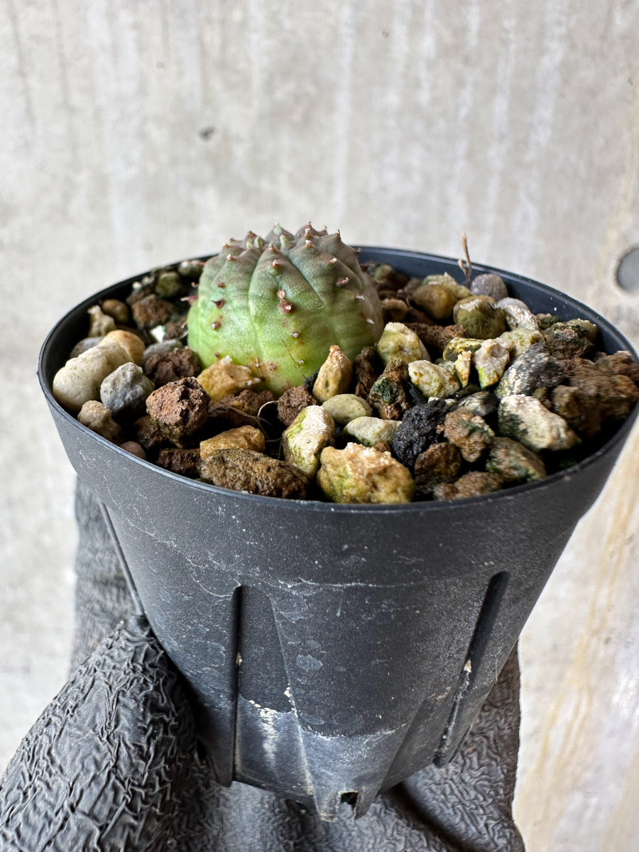 【現品限り】ユーフォルビア・オベサ【F20】 Euphorbia obesa