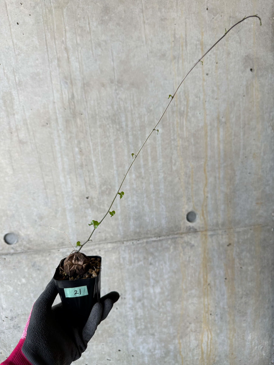 【現品限り】アフリカ亀甲竜 蔦が長い場合は丸くまとめます【F21】 Dioscorea elephantipes
