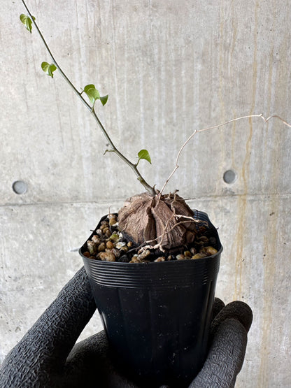 【現品限り】アフリカ亀甲竜 蔦が長い場合は丸くまとめます【F21】 Dioscorea elephantipes