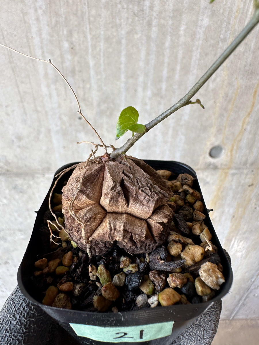 【現品限り】アフリカ亀甲竜 蔦が長い場合は丸くまとめます【F21】 Dioscorea elephantipes