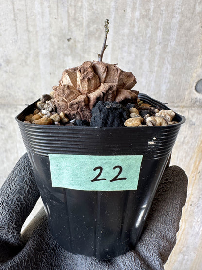 【現品限り】アフリカ亀甲竜 蔦が長い場合は丸くまとめます【F22】 Dioscorea elephantipes